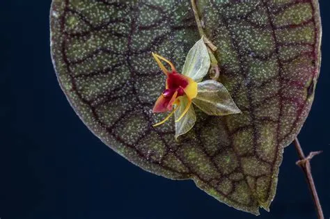  Jewel Orchids: A Window into the Exquisite World of Miniature Wonders