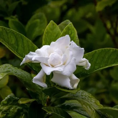  Las Gardenias: Un Rito di Cura e Connessione con la Terra